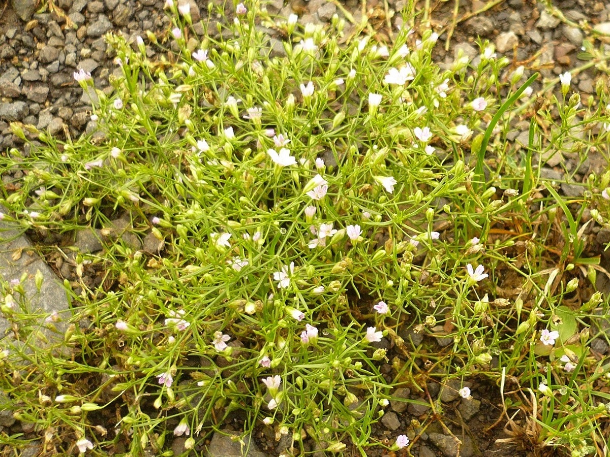 Gypsophila muralis (Caryophyllaceae)